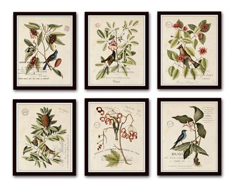 Botanical Prints Free Antique Botanical Print Botanical Art