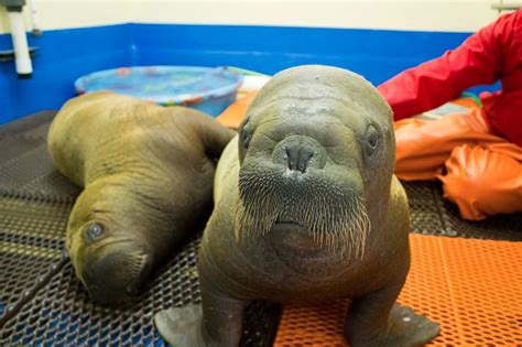 The Official Blogspot Of Igor Purlantov Video Baby Orphaned Walrus