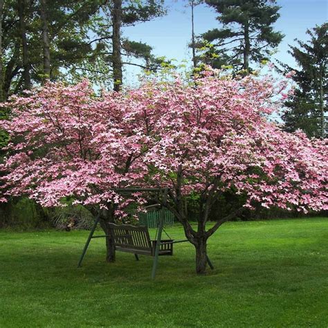 Online orchards dwarf rainier cherry tree bare root. Pink Dogwood | Flowering trees, Dogwood trees, Pink ...