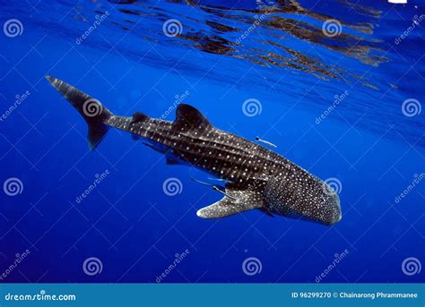 Whale Shark Underwater Picture Stock Photo Image Of Aquatic Nature