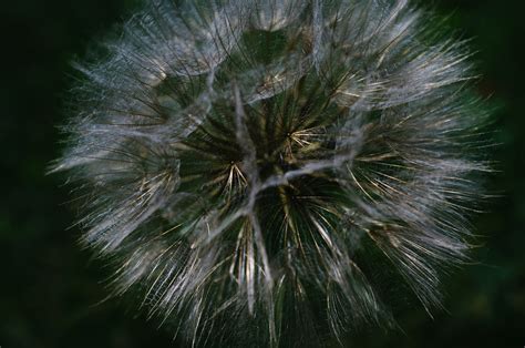 Free Images Tree Nature Grass Branch Dandelion Flower Green