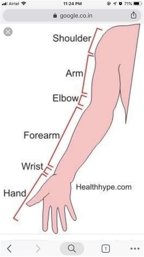 Parts Of The Arm Science For Kids Shoulder Arms Arms