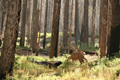 Free Images Tree Nature Forest Wilderness Animal Yosemite