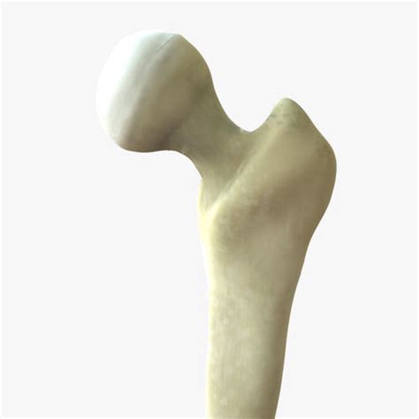 Femur Joint Bone 3d Model Cgtrader