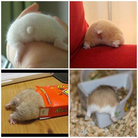 Hamster Butts Know Your Meme