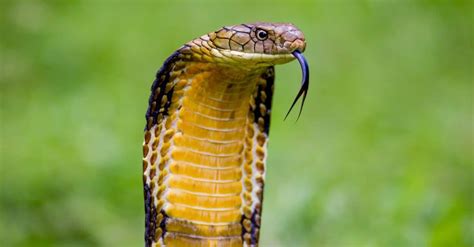 Golden Lancehead Vs King Cobra What Are The Differences Az Animals
