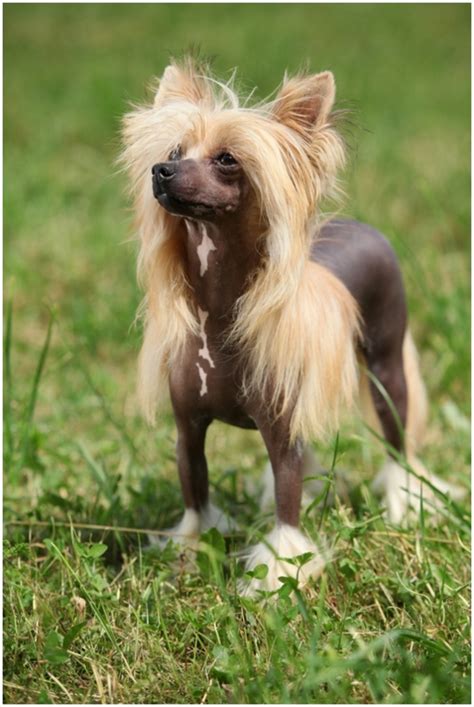 Chinese Crested Dog Facts Puppies Breeders Pictures Price