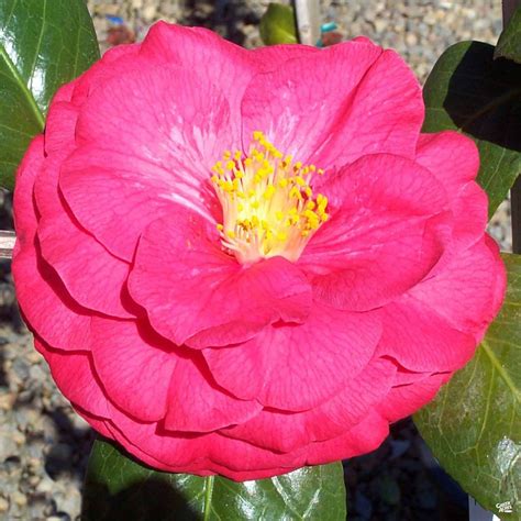 Camellia Mathotiana Supreme Monrovia — Green Acres Nursery And Supply