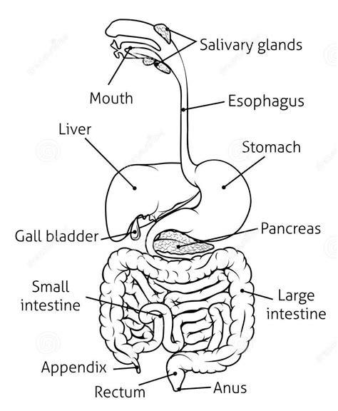 22 Digestive System Diagram Blank Thomasinahaiden