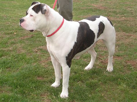 American Bulldog Breeder Informations And Pictures ~ Blog Of Dogs