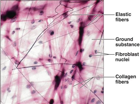 'midway') is the central compartment of the thoracic cavity.surrounded by loose connective tissue, it is an undelineated region that contains a group of structures within the thorax, namely the heart and its vessels, the esophagus, the trachea, the phrenic and cardiac nerves, the thoracic duct, the thymus and the lymph nodes of the. Biology 245 > Sandmire > Flashcards > Microscope Images ...