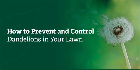 How To Prevent And Control Dandelions In Maryland Organic Lawns