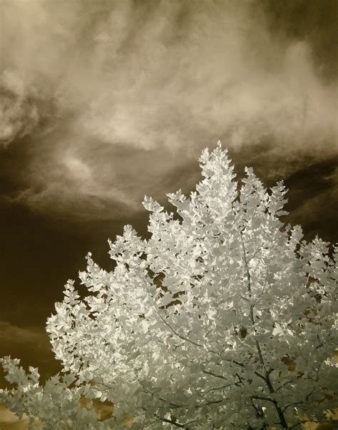 Free Images Tree Nature Branch Blossom Snow Winter Cloud Sky
