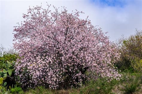 Premium Photo Almond Tree Prunus Dulcis Blooming