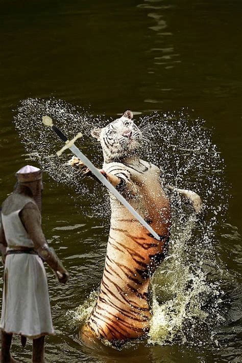 Psbattle Tiger In The Water Photoshopbattles