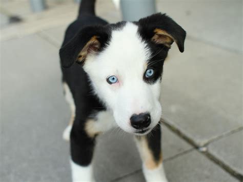 Generally, they do well with children although young children should never be left alone with it's a quick learner too so you can teach the puppy appropriate behavior. Husky puppy mix