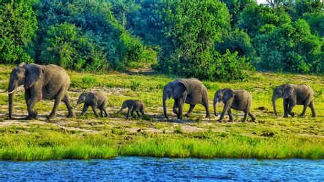 Top Things To See In Botswana On A Budget The Traveling Gypsy
