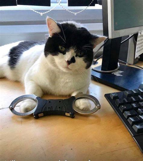 12 Hard Working Cats That Are Busy With Their Jobs Ukpets