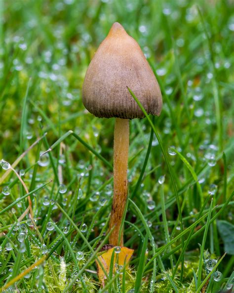 Magic Mushroom Psilocybe Semilanceata Magic Mushroom Ps Flickr