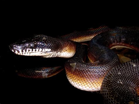 Flippers Is A White Lipped Python Leiopython Dalbertis Flickr