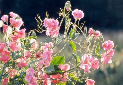 The Best Fragrant Flowers For Your Garden Better Homes