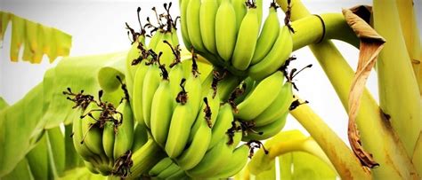 13 Proven Health Benefits Of Green Banana High Rated Gabru