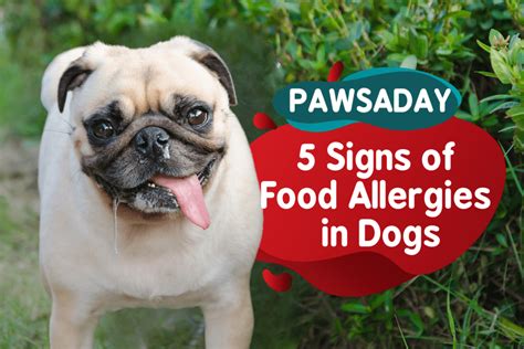 6 Signs Of Food Allergies In Dogs You Should Be Aware Of