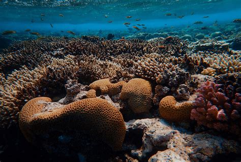 Local Engagement Coral Reef Alliance