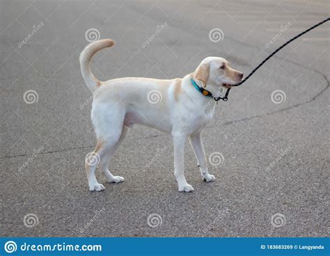 You're watching your cute labrador puppy quietly chewing on a toy at your feet. Yellow Labrador Retriever Biting The Leash Dog Portrait Stock Image - Image of display ...