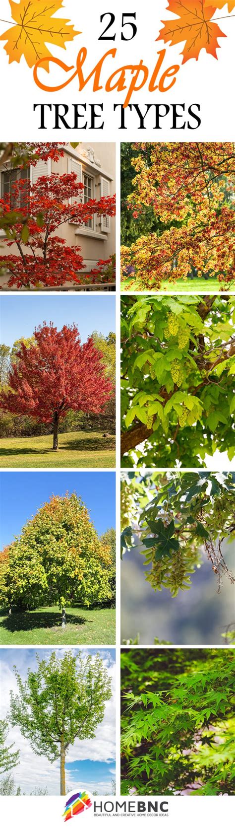 How Many Types Of Maple Trees Are There My Heart Lives Here