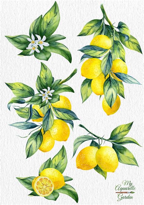 Watercolor Lemons Hand Painted Clip Art Botanical Diy Etsy