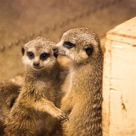 Meerkat Hugs Cute Funnyanimals Shaun Mckinnon Flickr