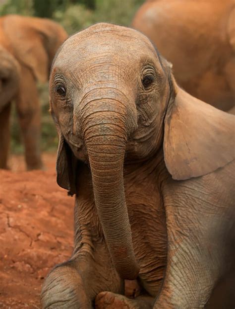 26 Baby Elephants That Will Instantly Make You Smile