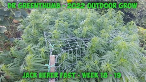 Dr Greenthumb Outdoor Grow Jack Herer Fast Week 18 19