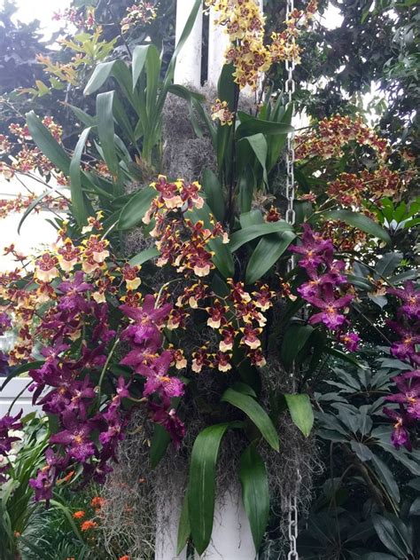 Orchid Show At New York Botanic Garden