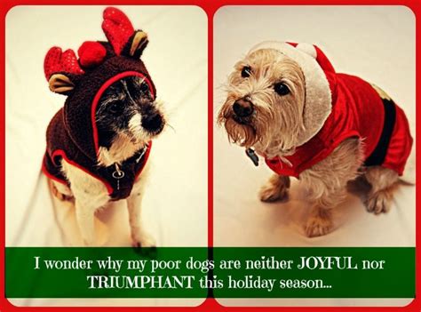 Funny Dog Christmas Card Quotes Shortquotescc