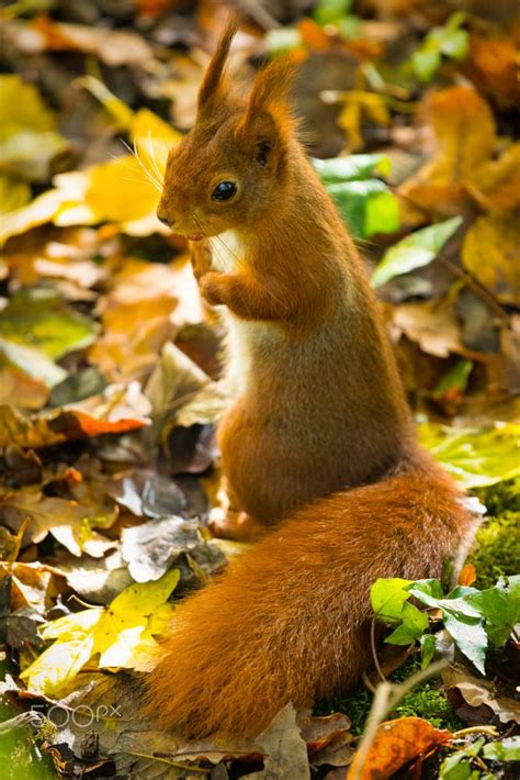 Red Squirrel November By Bob Hunter On 500px Red Squirrel Cute