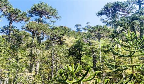 Endangered South American Forests Were Planted By Ancient People