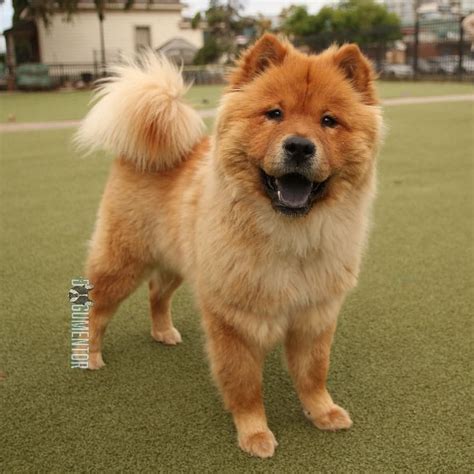 2021's best short haircuts and hairstyles for men as recommended by barbers. Short Hair Chow Chow