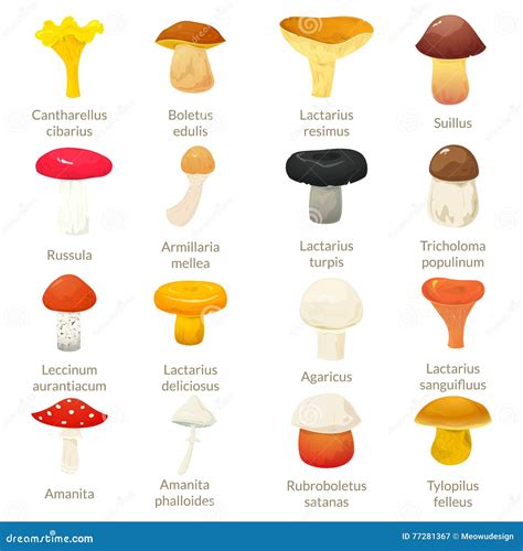 Mushrooms Vector Illustration Stock Vector Illustration Of Fungi