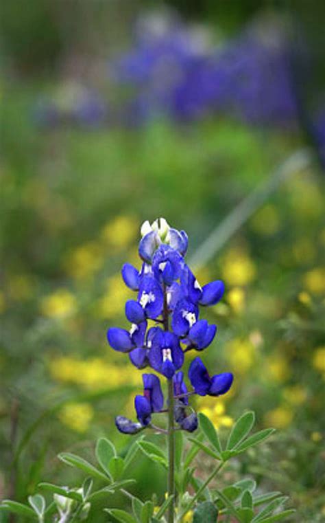 Bluebonnets in San Antonio and beyond