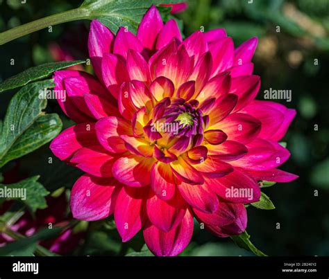 Dahlias Red Flower Flower Gorgeous Hot Pink With Buttery Yellow