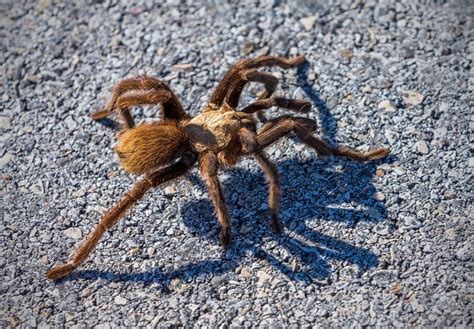 Tarantulas Are Migrating Across Arizona By The Thousands This Month