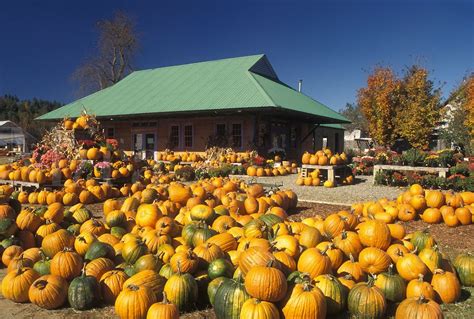 Pumpkins For Sale Pumpkin Vermont