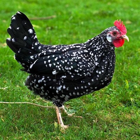 10 small chicken breeds great for mini backyard area the poultry guide