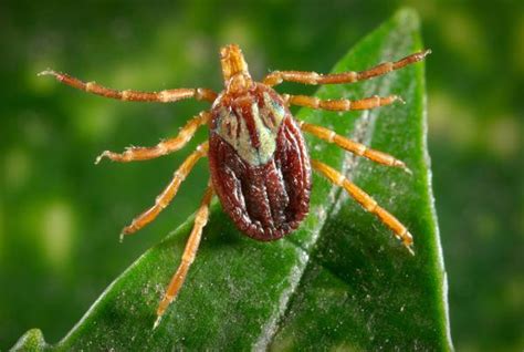 Find A Tick In Missouri These Researchers Want You To Mail It To Them