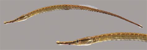 Pipefish Of The Florida Panhandle Ufifas Extension Escambia County