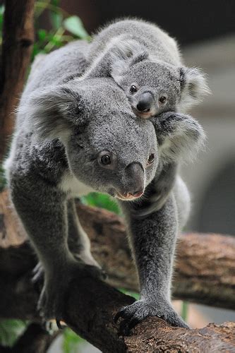 Babies And Beautiful Mom Baby Koala