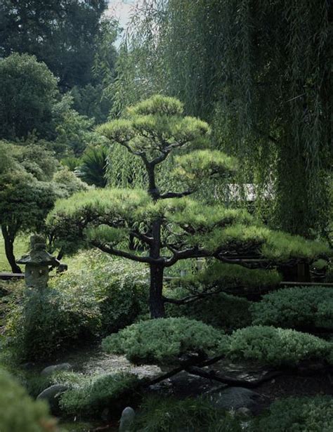 Japanese Black Pine On My List Of Must Have Plants To Add To The Yard