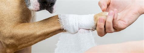 How To Treat Cuts And Scrapes In Dogs And Cats Manypets
